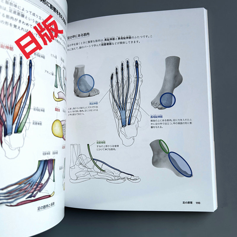 พื้นฐานการวาดภาพคน: ตั้งแต่กาย - Japanese Manga Drawing Tutorial Book บทวิจารณ์และราคา